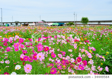 Cosmos Festival 34449564