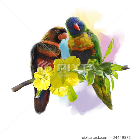 Lorikeet Parrots watercolor 34449875