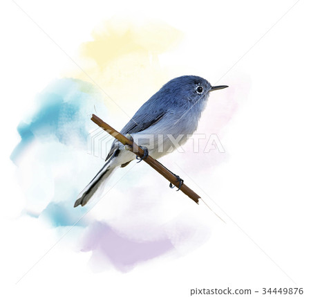 Blue-gray Gnatcatcher watercolor 34449876