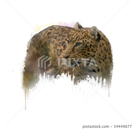 Image of Leopard watercolor 34449877