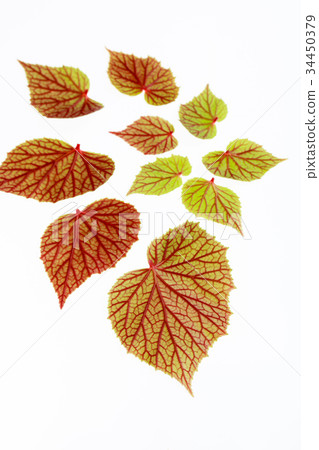 Autumn sea bream leaves 34450379