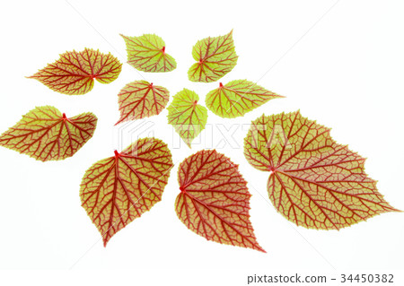 Autumn sea bream leaves 34450382