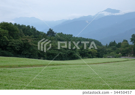 A soba field overlooking Kaikomagatake 34450457