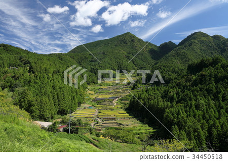 Autumn terraced rice fields overlooking Mt. 34450518