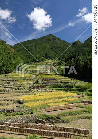 Terraced rice fields where harvest is advancing 34450520