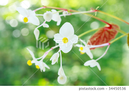 Hakuhana Akiumi Aoi 34450536