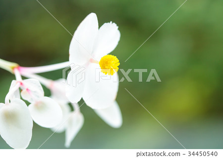 Hakuhana Akiumi Aoi 34450540