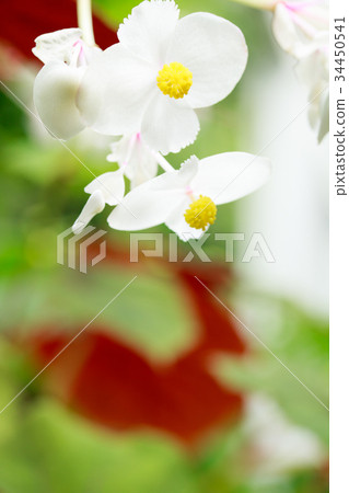 Hakuhana Akiumi Aoi Hakuhana Akiumi Aoi 34450541