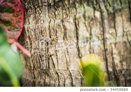Gecko Lizard on the tree close up focus Gecko Lizard on the tree close up focus 34450669