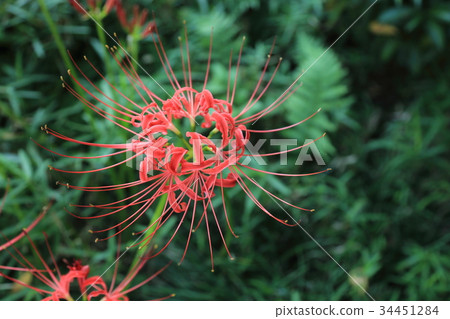 Koishikawa Korakuen的Higa buna 34451284