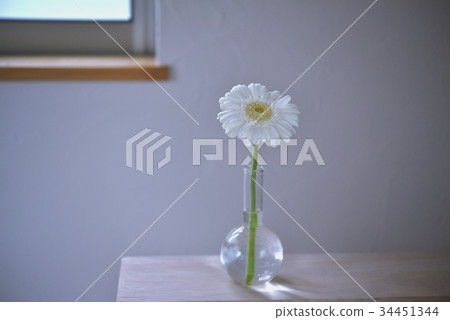 Window Gerbera flowers 34451344
