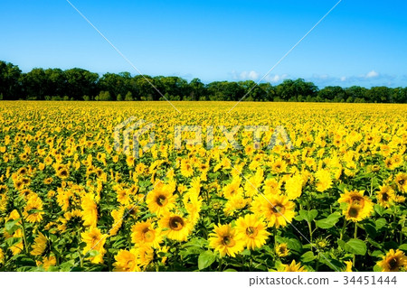 向日葵網走湖祗園站點 34451444