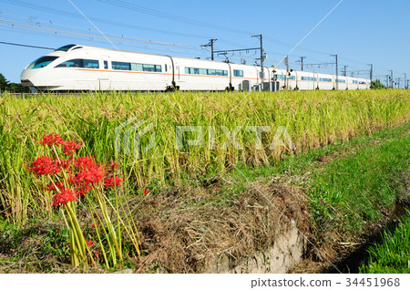 小田急浪漫汽車穿過集群孤挺花盛開的稻田 34451968