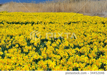 Narcissus Narcissus 34452046