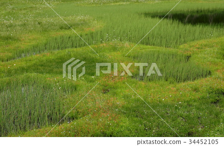 蚯蚓和Mosesenkoe和Watasuge 34452105