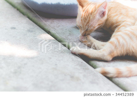 Cute yellow cat in the lazy time Cute yellow cat in the lazy time 34452389