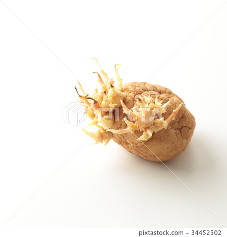 馬鈴薯的 34452502