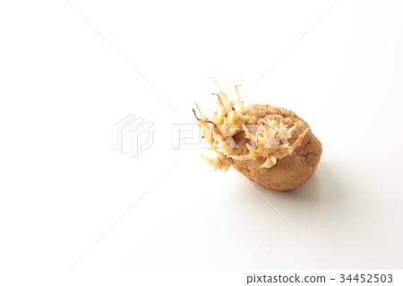 馬鈴薯的 34452503