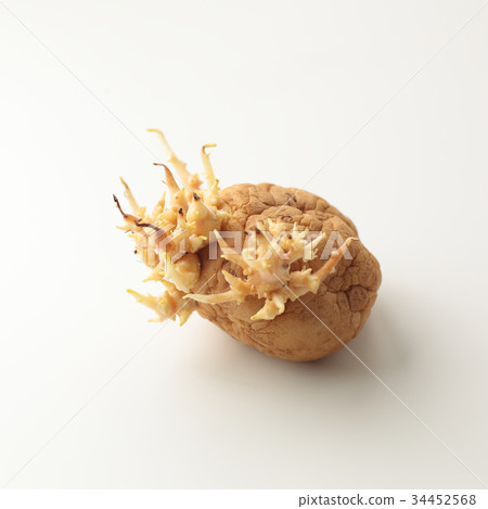 Potato sprouting 34452568