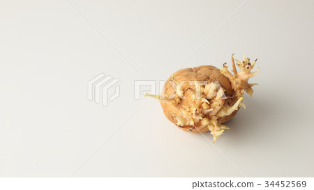 Potato sprouting 34452569