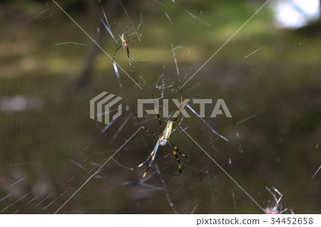 一隻蜘蛛 一隻蜘蛛 34452658