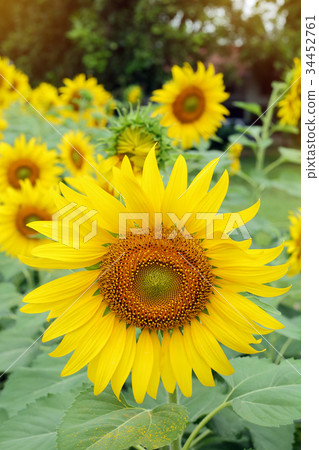 beautiful spring flower, sunflower blossom beautiful spring flower, sunflower blossom 34452761
