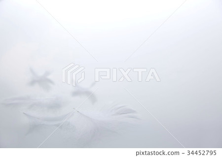 羽毛蓬鬆 羽毛蓬鬆 34452795