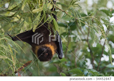 Okinawa's flying fox Okinawa's flying fox 34452847