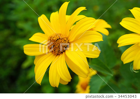 美麗的黃色向日葵 美麗的黃色向日葵 34453043