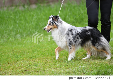 Dog breeds of shelties Dog breeds of shelties 34453471