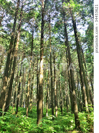 柏樹林-13665 柏樹林-13665 34453621