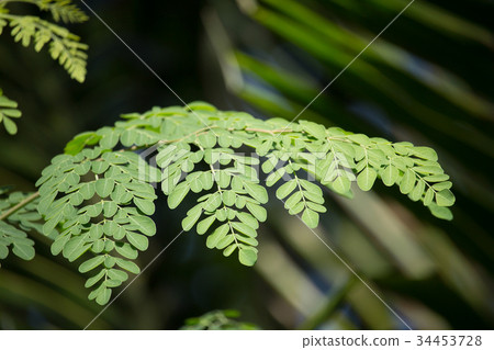 Horse radish tree 34453728
