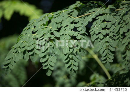 Horse radish tree Horse radish tree 34453730