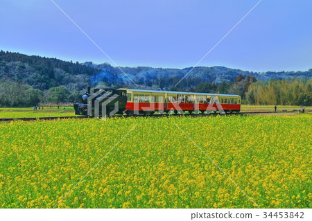 Satoyama電車和油菜花 34453842
