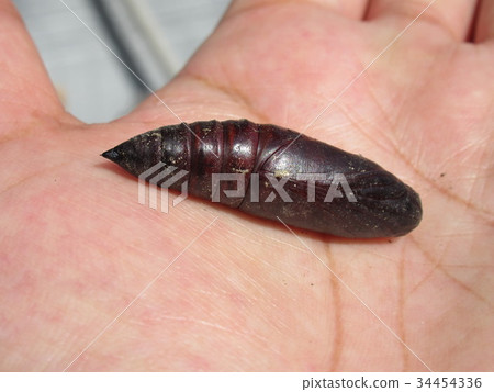 “Oosushiba”的Sanae掌握了 “Oosushiba”的Sanae掌握了 34454336