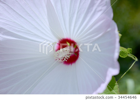 American fly 34454646