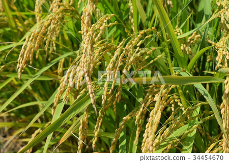 Rice ear before harvest 34454670