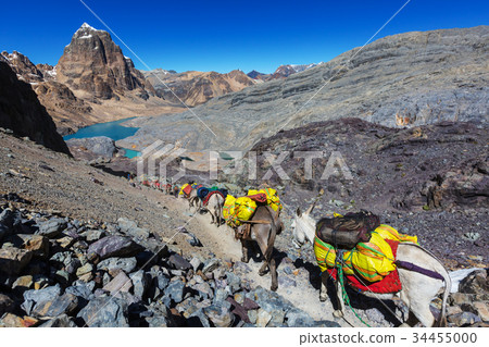 Caravan in Cordillera 34455000