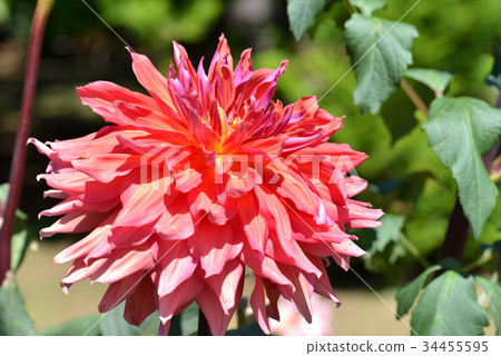 大麗花（非常滿意） 34455595