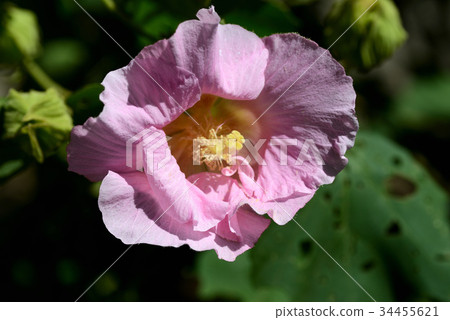 芙蓉 芙蓉 34455621