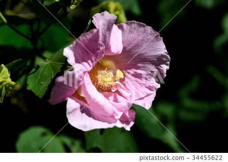 芙蓉 芙蓉 34455622