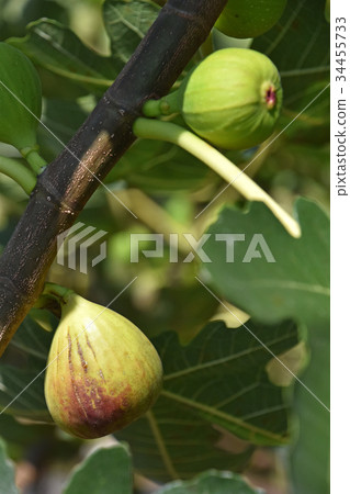 圖（沒有水果） 34455733