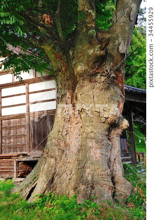 Zelkova Zelkova 34455929