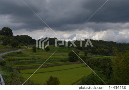 Autumn rice straw 34456288