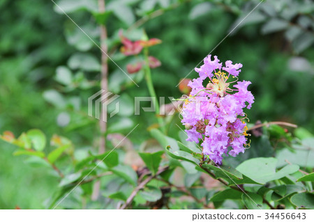 Pink crape myrtle Lagerstroemia speciosa  34456643
