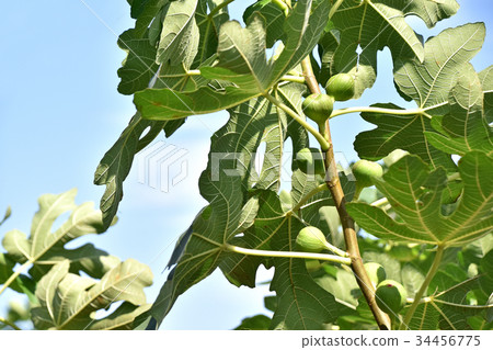 Fig (no fruit) 34456775