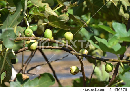 Fig (no fruit) 34456776