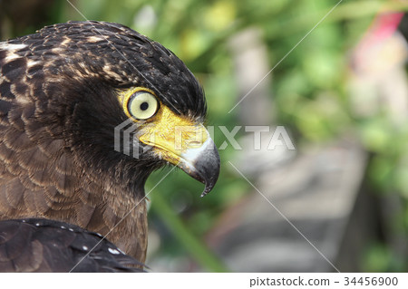 Falcon Peregrine or golden eagle, Closeup 34456900