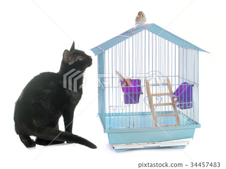 kitten playing with bird kitten playing with bird 34457483