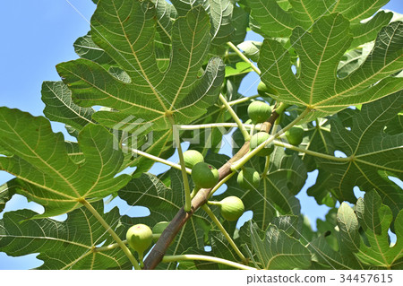 Fig (no fruit) 34457615